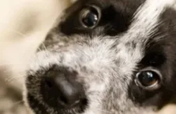 Houston SPCA close up picture of puppy