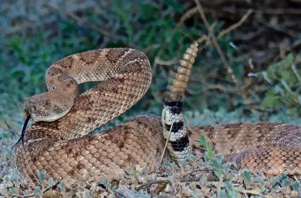 Texas Snake Safety Texas Snakes: Keeping You And Your Family Safe blog article image.