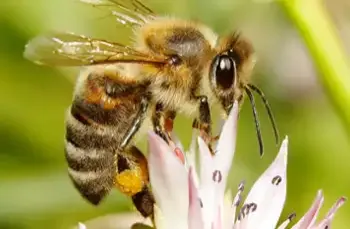 Image for Texas Honey Bees: Educational Programs for Children and Adults blog article. Texas honey bee landing on flower.