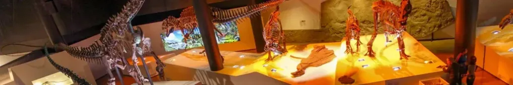 Museums having their dinosaur bones on exhibit.