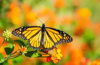 Image for Butterfly Gardens in Texas blog article. Butterfly landing on flower in garden.