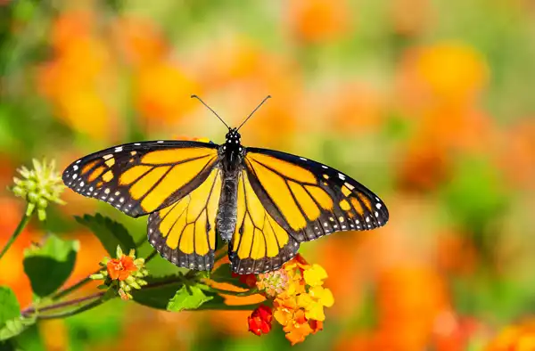 Texas Butterflies- Image for Butterfly Gardens in Texas blog article. Butterfly landing on flower in garden.